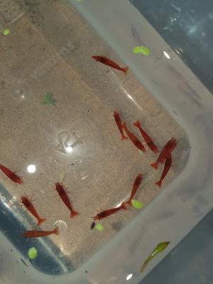 Neocaridina Red fire