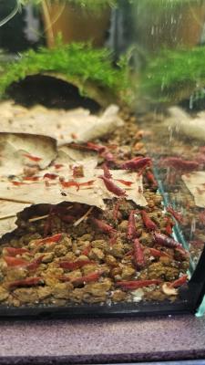 Neocaridina Red fire