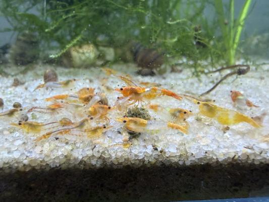 Crevettes rili orange