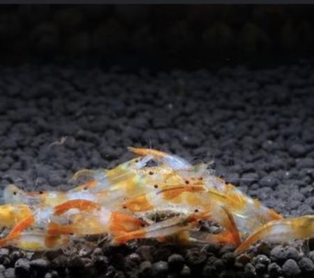 Crevettes rili orange