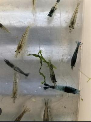 Crevettes déclassées grises