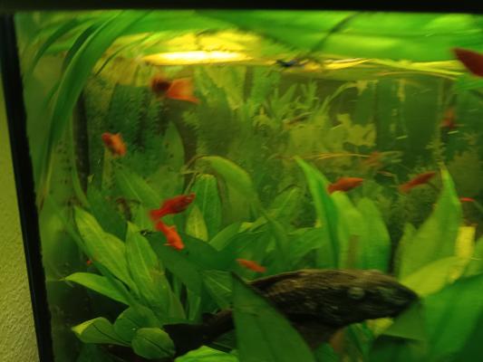 ECHANGE XIPHO ROUGE