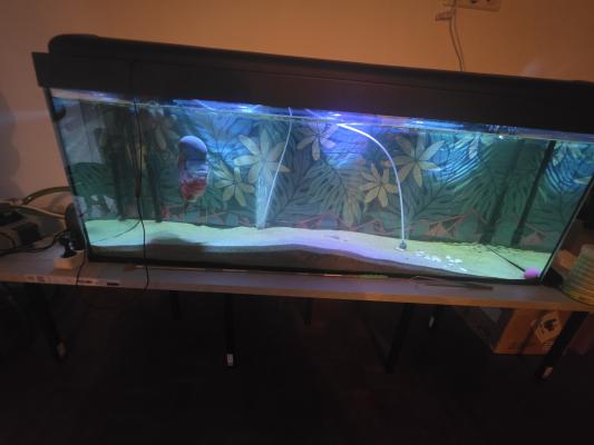 400L complet Flowerhorn