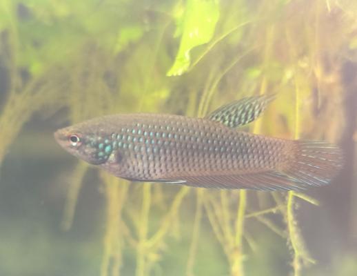BETTA SMARAGDINA – JEUNES MÂLES & FEMELLES DISPONIBLES