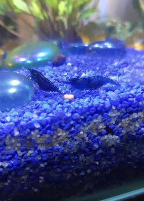 Crevettes Cardina Blue Velvet
