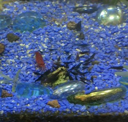 Crevettes Cardina Blue Velvet