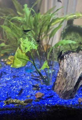 Crevettes Cardina Blue Velvet