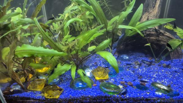 Crevettes Cardina Blue Velvet