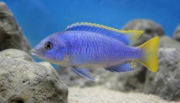 pseudotropheus acei