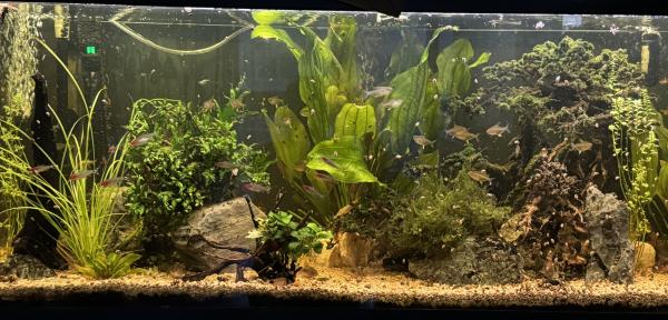 Aquarium EHEIM 250 litres complet