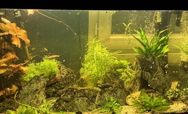 AQuarium OASE 160L