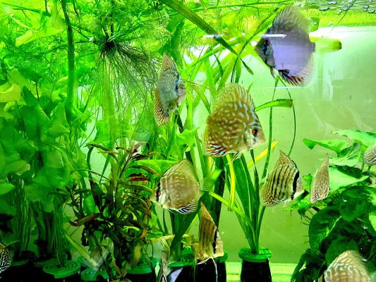 discus royal bleu