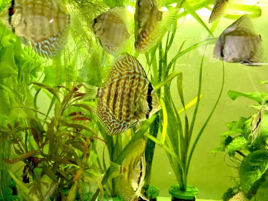 discus royal bleu