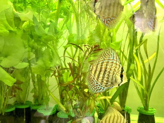 discus royal bleu