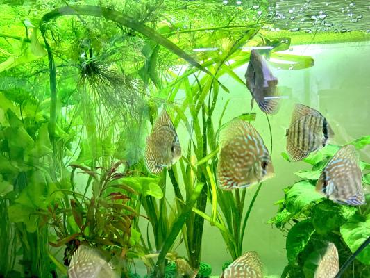 discus royal bleu