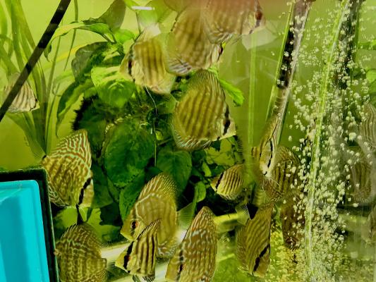 discus royal bleu