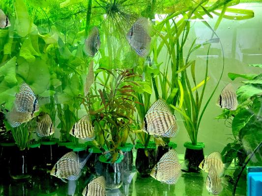 discus royal bleu