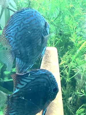 discus royal bleu