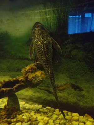 Pleco 26cm
