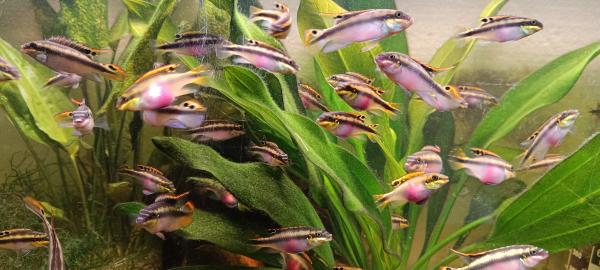 Pelvivachromis pulcher