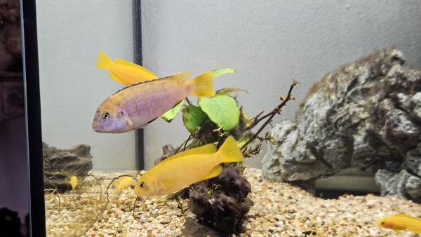 Cichlidés Malawi Chindongo saulosi / Pseudotropheus saulosi