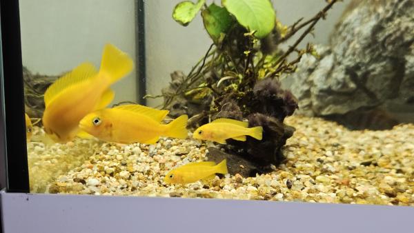 Cichlidés Malawi Chindongo saulosi / Pseudotropheus saulosi