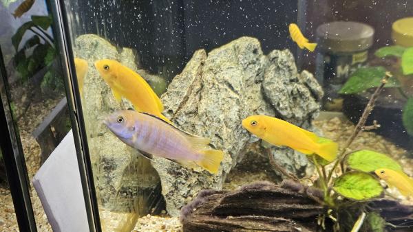 Cichlidés Malawi Chindongo saulosi / Pseudotropheus saulosi