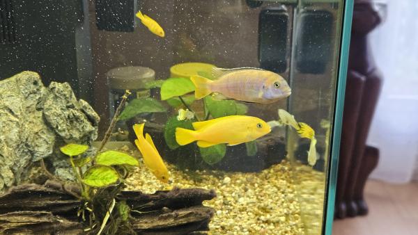 Cichlidés Malawi Chindongo saulosi / Pseudotropheus saulosi
