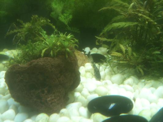 Aquarium 54L