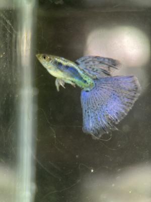 Guppy blue grass