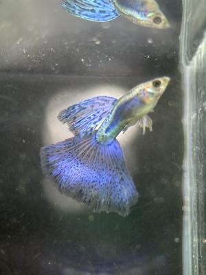 Guppy blue grass