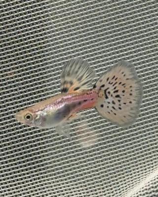 Guppy red grass