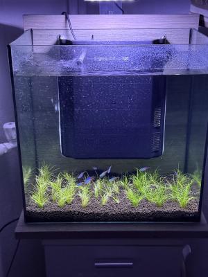 Néon bleu 10 pieces