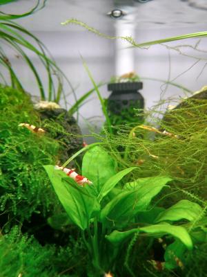 Crevettes Crystal Red
