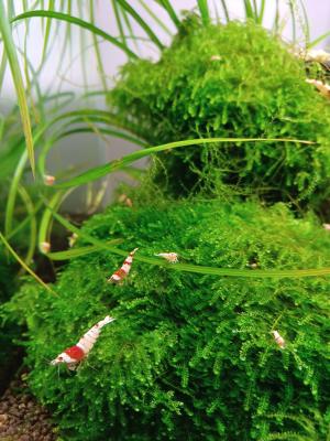 Crevettes Crystal Red