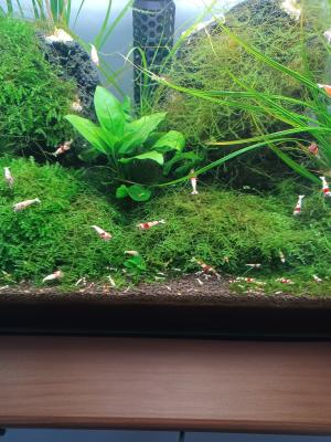 Crevettes Crystal Red