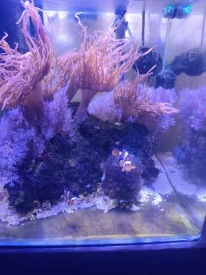 Couple poisson clowns