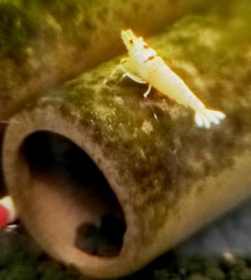 Crevettes Caridina cantonensis PRL