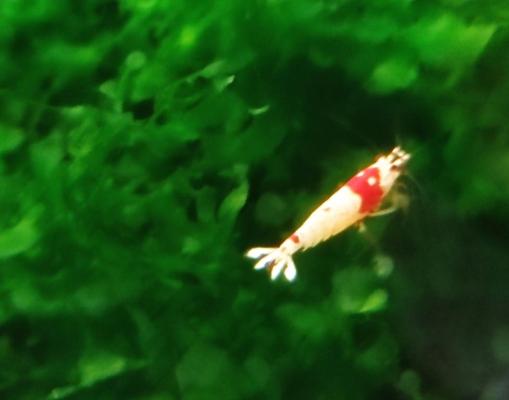 Crevettes Caridina cantonensis PRL