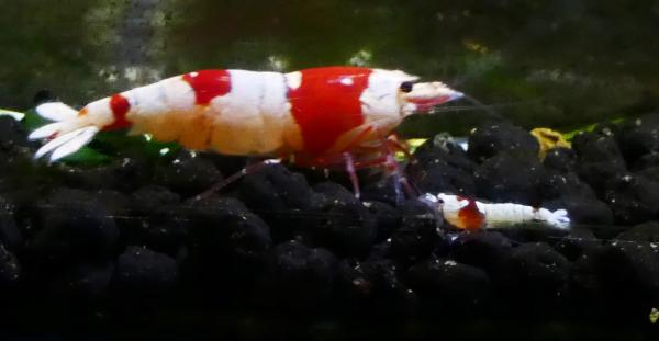 Crevettes Caridina cantonensis PRL