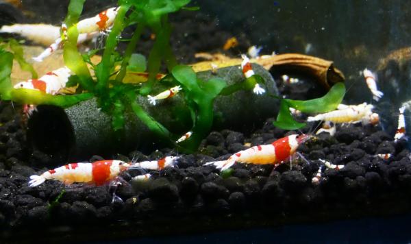 Crevettes Caridina cantonensis PRL