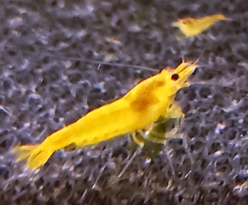 Crevette Yellow King Kong