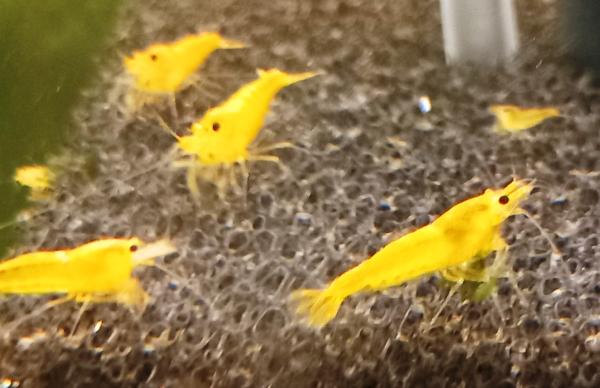 Crevette Yellow King Kong