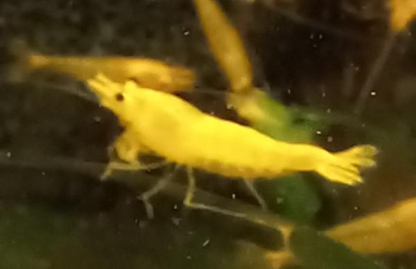 Crevette Yellow King Kong