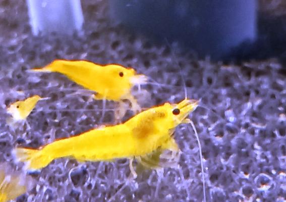 Crevette Yellow King Kong
