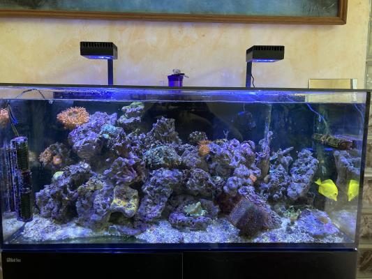 Aquarium RECIFAL Redsea Reefer 350 complet