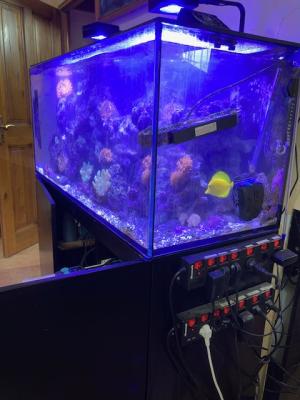 Aquarium RECIFAL Redsea Reefer 350 complet