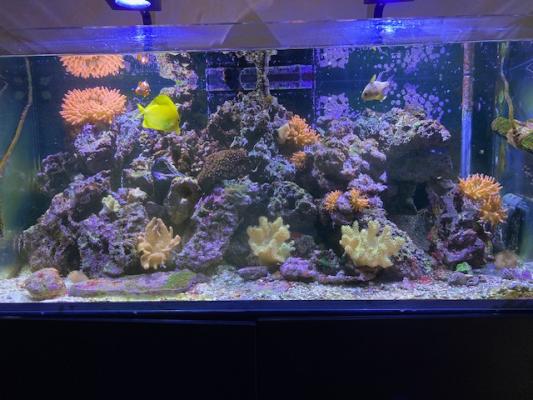 Aquarium RECIFAL Redsea Reefer 350 complet