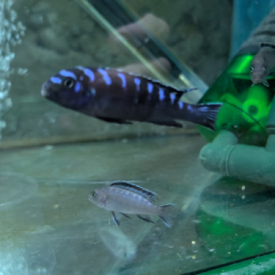 CICHLIDES MALAWI pseudotropheus elongatus neon spot F2