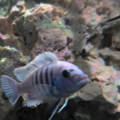 CICHILDE MALAWI Cynotilapia sp hara gallireya F2